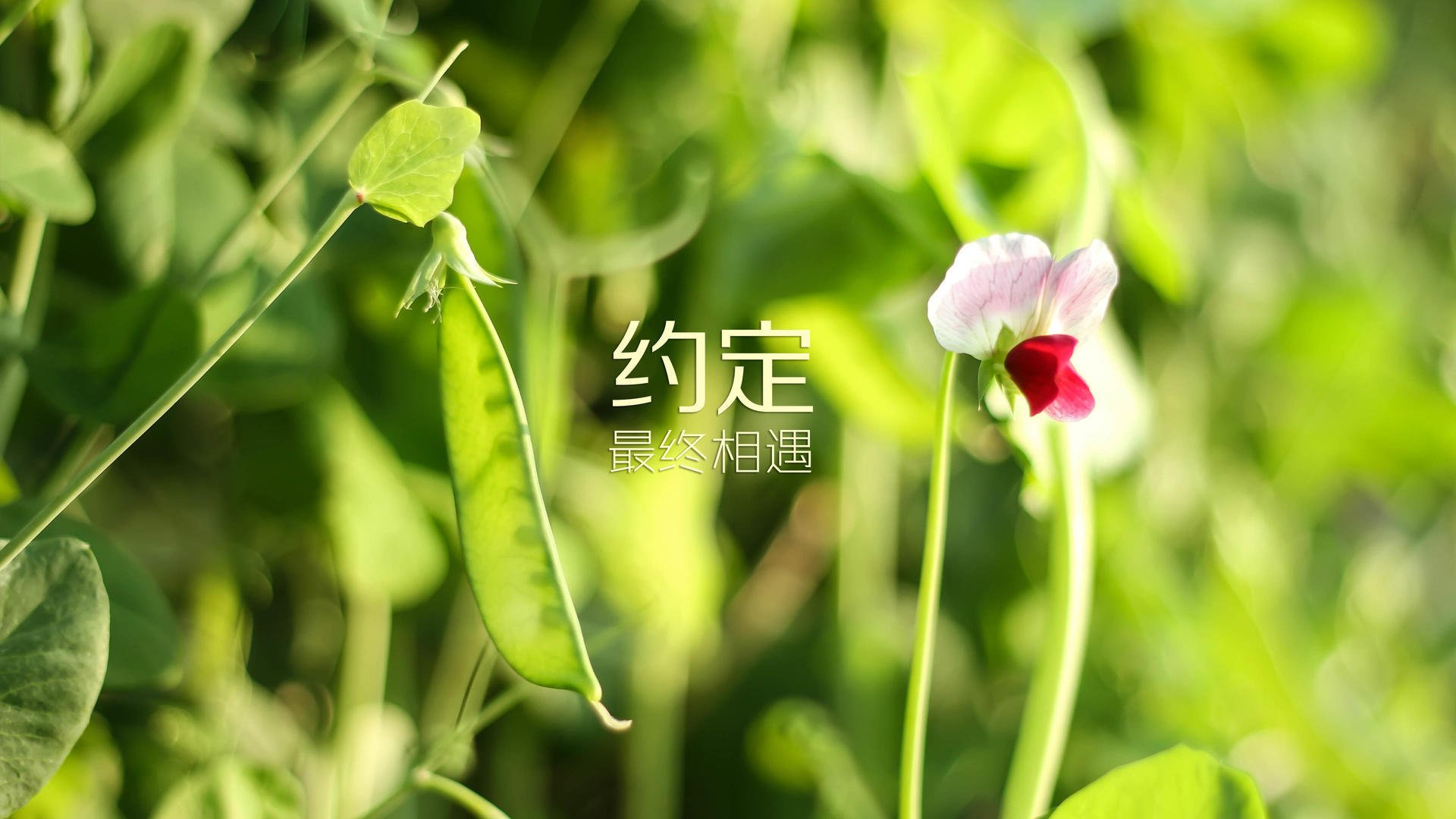 罗马反击质量提升打出高效攻势，反抗罗马的著名将领